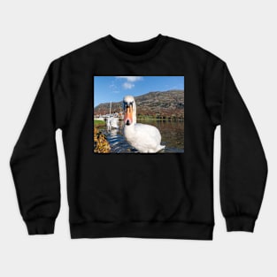 Curious Crewneck Sweatshirt